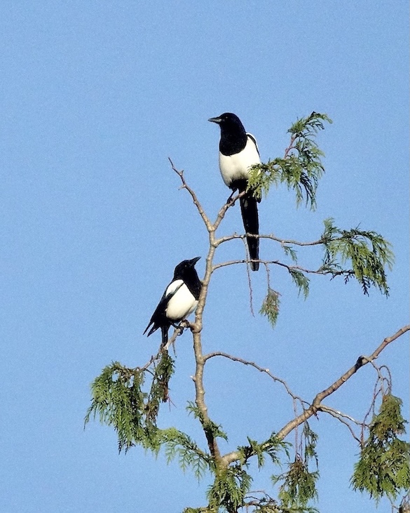 magpie